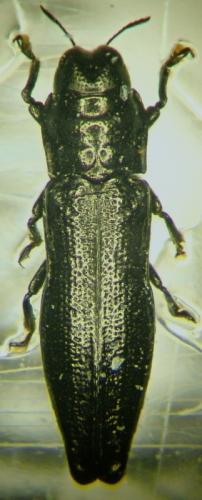 Aphanisticus distinctus